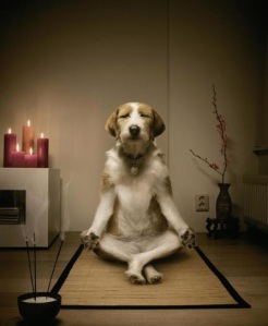 Zen-Dog
