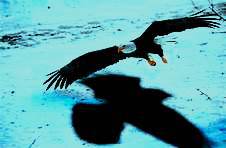eagles-shadow-2