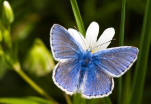 Common Blue 230509 018