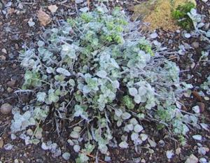 Origanum_dictamnus_(cropped)