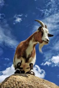 fe74a47fb0ec9eb4de871ab71e19a09d