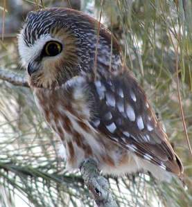 400xNxowl-cute.jpg.pagespeed.ic.4v1ya_pPKn