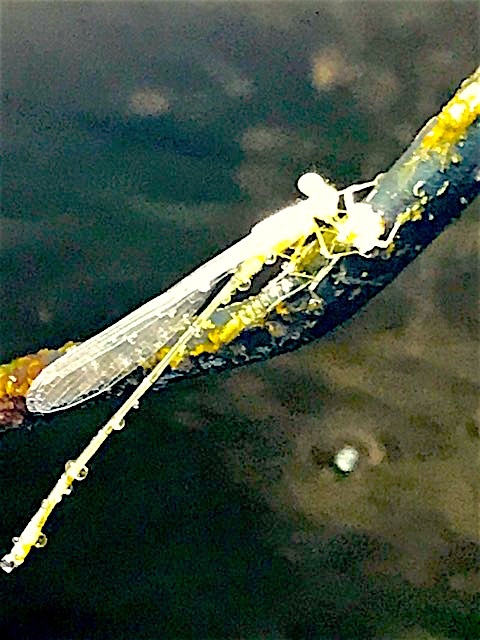 27783721_10213615860344613_1656928663_n